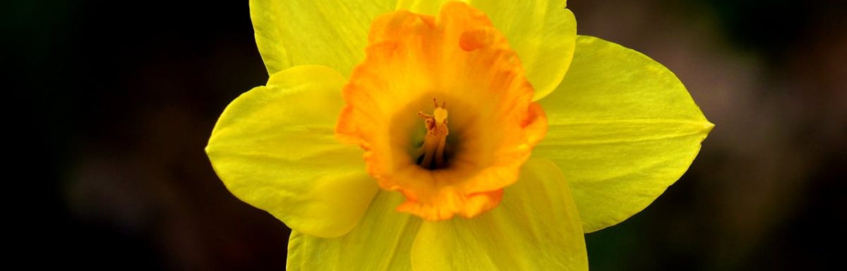 Gele bloem